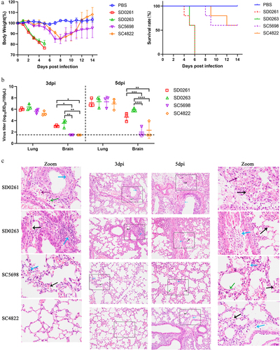 Figure 6. Pathogenicity and replication of the four H5N6 viruses in mice. (a) body weight changes and survival curves of mice infected with the four H5N6 viruses. Four groups of five six-week-old female BALB/c mice were inoculated intranasally with 106.0 EID50 virus in 50 μL volume, and another group of five mice was mock-infected with PBS to serve as a control. The weight changes and survival of mice were recorded daily for 14 days. (b) replication of the four H5N6 viruses in the lung and brain of infected mice. Virus replication in organs was assessed by mean viral titres (n = 3) ± standard deviation. Different numbers of *denote different p-value thresholds (*<0.05, **<0.01, ***<0.001, ****< 0.0001). (c) HE staining of sectioned lungs from mice infected with the four H5N6 viruses on 3 and 5 days post-inoculation (dpi). The histological sections were observed and photographed at 200 × magnification.