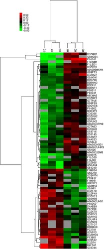 Figure 2 Cluster analysis of differential level proteins between M vs. C. (Colors indicate the differential protein levels, which increase successively from green to red. Increased levels of proteins are indicated in red, and decreased levels are marked in green)