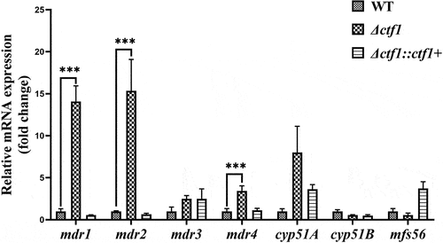 Figure 5. qPCR analysis. The expression levels of mdr1, mdr2, and mdr4 were significantly elevated in Δctf1 compared to WT. Data were analysed by using the 2−ΔΔCT method. ***p < 0.001.