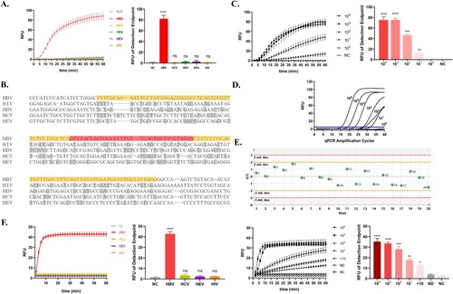 Figure 2. Capability of the Cas13a-crRNA Detection System for HBV DNA. Data are representative of at least three independent experiments. (NC: negative control, ND: no detection for HBV DNA in HBV-infected patients, ****<0.0001, ***<0.001, **<0.01, *<0.05). (A) The specificity assessment of the Cas13a-crRNA detection system using HBV, HCV, HDV, HEV, and HIV plasmid (103 copies/μL). (B) The alignment of conserved regions of HBV with other common clinical viruses (HIV, HCV, HDV, and HEV). RAA primer and crRNA-binding regions are highlighted in yellow and red, respectively. (C) The sensitivity assessment of the Cas13a-crRNA detection system by HBV plasmids diluted in gradient concentrations (100∼104 copies/μL). (D) qPCR amplification curves of HBV plasmids at different concentrations (100∼106 copies/μL). (E) The repeatability assessment of the Cas13a-crRNA detection system by HBV plasmid (103 copies/μL) (Standard Deviation, Std. dev.). (F) The specificity assessment of the Cas13a-crRNA detection system by clinical samples (103 IU/mL) and the sensitivity assessment of the Cas13a-crRNA detection system by clinical samples with different concentrations (104, 103, 102, 101, <10 IU/mL).