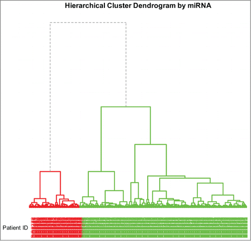 Figure 4. Dendrogram of hierarchical clustering using miRNA profiles. The divisions for the 2 main clusters are indicated by dashed lines; the two main clusters are indicated by 2 different colors.