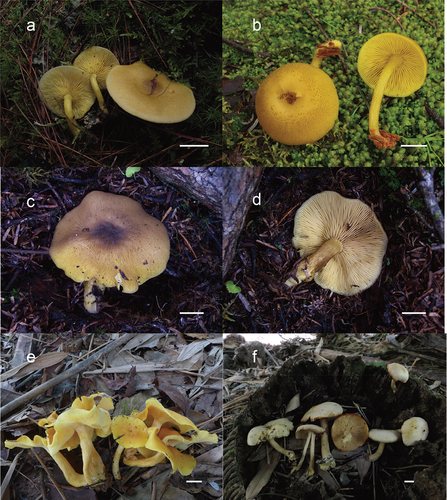Figure 7. (a) Tricholomopsis badinensis (HKAS 83,622, photo by Qing Cai); (b) T. decora (HKAS 129,327, photo by Jianwei Liu); (c – d) T. floccosa (HKAS 57,681, photo by Gang Wu); (e) T. flava (HKAS 96,940, photo by Yan-Jia Hao 105); (f) T. glabra (HKAS 129,332, photo by Ting Guo).