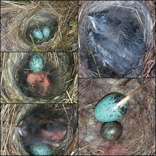 Figure 9. Nests of Plumbeous Sierra-finch Geospizopsis unicolor, next to Cajas National Park, Azuay. Nest 1: (a) Nest with two eggs, 3 May 2019. (b) Hatching day, 8 May 2019. (c) 6th day, 14 May 2019. (d) 11th day, 19 May 2019. Nest 2: (e) Nest with two eggs, one with dwarfism. Photos PMA.