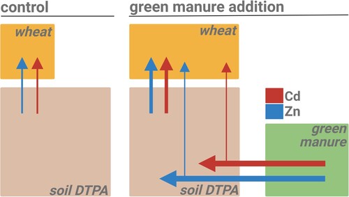 Figure 6. Schematic summary of the major effects of green manure addition on Zn and Cd dynamics in a soil–wheat system (alkaline soil with low Zn availability). Boxes are approximately proportional to the size of the Zn and Cd masses in the DTPA-extractable soil pools, green manure and wheat shoots. Size of the arrows symbolize Zn (blue) and Cd (red) transfer rates between the soil, fertilizer and plant compartments. Left: control treatment with no green manure added, Right: treatment with 4 g green manure per kg of soil. The direct transfer of Zn and Cd from the green manure to the wheat is small, but the transfer from the soil to the wheat significantly increases with green manure.
