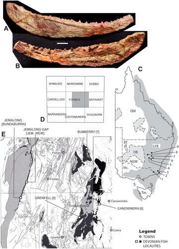 Fig. 1. Holotype lower jaw of Metaxygnathus denticulus in A, external and B, internal views (ANU 28780A; scale bar 1 cm). For comparative morphology see Ahlberg & Clack (Citation1998). C, generalized localities for some Devonian vertebrates on a map of Eastern Australian states. Numbered localities mentioned in the text are: 1, Genoa River, Victoria; 2, Eden/Boyds Tower; 3, Pambula; 4, Forbes/Jemalong; 5, Grenfell; 6, Canowindra; 7, Parkes/Bumberry; 8, Bogan Gate; 9, Hervey Range. (BT, Bancannia Trough (subsurface Devonian); DB, Darling Basin; LFB, Lachlan Fold Belt). D, index for 1:250,000 geological map sheets in Central NSW (shaded rectangle is area covered in E). E, Devonian fish localities in the Forbes-Parkes-Grenfell-Canowindra area discussed in the text, shown on a distribution map for Hervey Group outcrop (black) on the eastern two-thirds of the Forbes sheet, and western quarter of the Bathurst sheet. Compilation from Pogson & Watkins (Citation1998, fig. 46) and Lyons et al. (Citation2000, fig. 11.1).