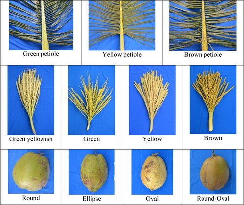 Figure 3. The heterogeneity of shape and color of petiole, inflorescence, and fruit of kopyor coconut.