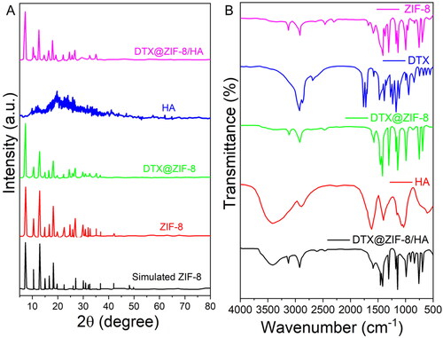 Figure 2. A) XRD patterns of the simulated ZIF-8, pure HA, as-fabricated ZIF-8, DTX@ZIF-8, and DTX@ZIF-8/HA. B) FT-IR spectra of as-prepared ZIF-8, DTX, DTX@ZIF-8, HA, and DTX@ZIF-8/HA.