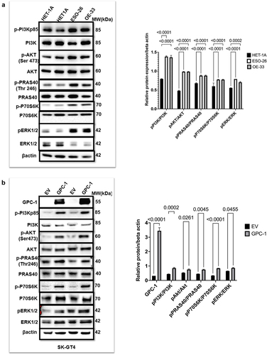 Figure 5. PDEAC cells have constitutively activated PI3K/Akt signaling driven by GPC-1 (a) Western blot analysis of key proteins of PI3K/Akt pathway was probed in normal HET-1A and PDEAC cell lines (ESO-26 and OE-33 cells). (b) Western blot analysis of PI3K/Akt pathway proteins after overexpression of GPC-1 in SK-GT4 cells. Bar chart of densitometry analysis of the ratio of phosphorylated to non-phosphorylated protein normalized to β-actin. Data represent mean ±SD, n = 3. EV, empty vector.