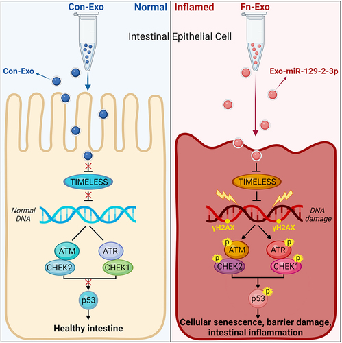 Figure 10. Schematic of the function and mechanism of Fn-Exo in UC. Fn-Exo promotes cellular senescence and barrier damage by activating the ATM/ATR/p53 pathway via the miR-129-2-3p/TIMELESS axis, thus accelerating the progression of colitis.