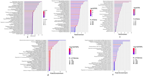 Figure 4. The top 40 BPs of DEGs. a BerFoc04d, b BraBTH01d, c BraBTH03d, d WilNor02d, and e WilNor04d were analyzed for functional enrichment using ShinyGO. Fold enrichment is the ratio of the percentage of genes in a list that belongs to a pathway to the comparable percentage in the background.