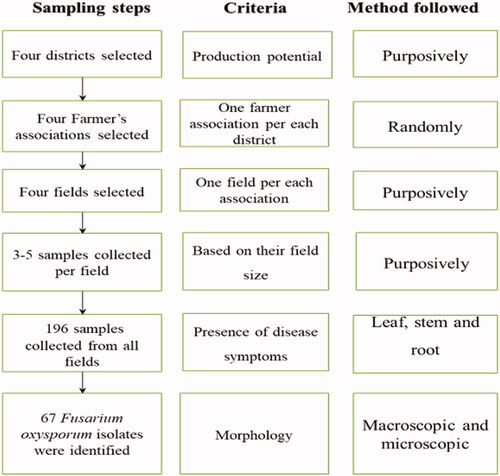 Figure 2. Procedures followed for sample collection and isolation of FOC from Pepper in Amhara region.