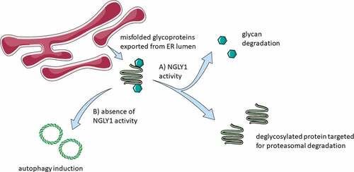 Figure 1. Schematic of consequences of NGLY1 function. Terminally misfolded proteins are exported to the cytosol from the ER lumen. (a) In the presence of NGLY1, glycans are cleaved from the exported proteins and the protein material targeted for degradation via the proteasome. (b) Autophagy induction is observed upon the inhibition of NGLY1. Figure 1 was partly generated using Servier Medical Art, provided by Servier, licensed under a Creative Commons Attribution 3.0 unported license https://creativecommons.org/licenses/by/3.0/