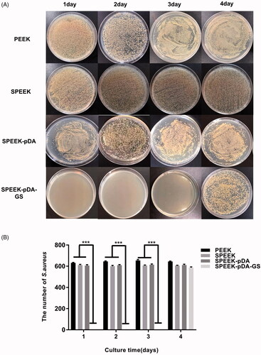 Figure 2. Images (A) and the number of the bacterial colonies (B) of S. aureus added, isolated, and cultured on agar for consecutive days with the co-culture of natural PEEK, SPEEK, and SPEEK–pDA–GS. (n = 3, *** p < .001).