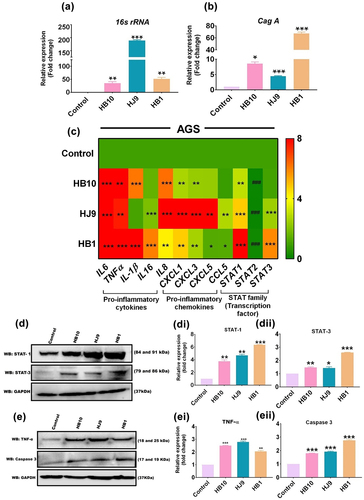 Figure 2. H. pylori infection induces inflammation in gastric epithelial cells. Relative transcript expression of H. pylori-associated gene (a) 16s rRNA, (b) cagA, (c) heat map showing the relative transcript expression of various pro-inflammatory cytokines and chemokines and STAT family members after infection with H. pylori strains (HB10, HJ9, HB1) to AGS cells for 24 hrs. (d) A representative western blot image of STAT1 and 3. Quantification of western blot through image J software of (di) STAT1, (dii) STAT3 after infection with H. pylori strains (HB10, HJ9, HB1) to AGS cells for 24 hrs. (e) A representative western blot image of tNFΑ and caspase 3. Quantification of western blot through image J software of (ei) TNFα, (eii) caspase 3 after infection with H. pylori strains (HB10, HJ9, HB1) to AGS cells for 24 hrs. The experiment was performed for two biological and two technical replicates (four data points), and the results are shown as the mean ± SD for three data points. An unpaired T-test was used to analyze the data. p < 0.05 was considered significant in all the cases. p-values of < 0.05, < 0.01 and < 0.0001 were represented with *, ** and *** respectively for significant upregulation and #, ##, and ### for significant downregulation.