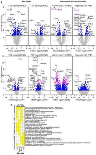 Figure 2 Comparison of mutant and wildtype (WT) mice cerebral cortex mRNA and protein expression profiles. a Volcano plots illustrate differentially expressed proteins (DEPs) and differentially expressed genes (DEGs) in FUS WT (n = 5) versus FUS mutant (mut) (n = 7), TDP WT (n = 5) versus TDP mut (n = 6), Aifm1 WT (n = 4) versus Aifm1 mut (n = 4), and Hq WT (n = 4) versus Hq mut (n = 4) samples. Horizontal dashed lines are drawn at p-value = 0.05, and blue dots indicate p-value ≤ 0.05. Proteins and mRNAs indicated by purple dots have FDR adjusted p-value ≤ 0.1. DEPs and DEGs are labeled with corresponding gene names. b Commonly enriched Gene Ontology (GO) Biological Process (BP) terms in DEPs across the four mice models. Yellow boxes represent overlapping Biological Process GO terms (BP).