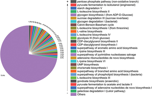 Figure 4. Functional characterization of the gut microbiome of Paraguayans based on PICRUSt2Citation22 analysis of 16S rRNA data. The 27% most abundant across samples are shown.