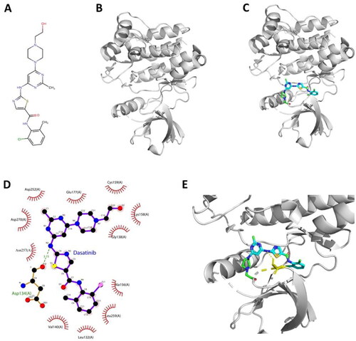 Figure 8. Interaction mode between dasatinib and ACK1 proposed by molecular docking analysis. (A) Chemical structure of dasatinib. (B) Chemical structure of ACK1 (PDB ID: 4HZR). (C) Binding pose of dasatinib – ACK1 complex. (D) Interaction profile of dasatinib – ACK1 complex. (E) Representative structure of dasatinib in the binding site of ACK1 kinase.