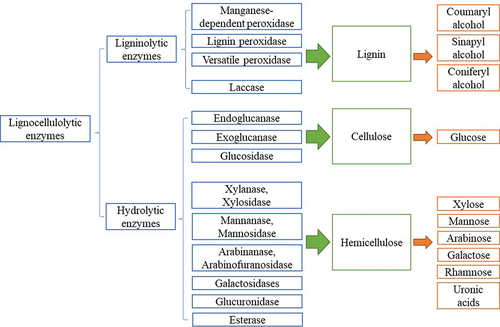 Figure 1. Overview of lignocellulolytic enzymes in lignocellulose degradation.