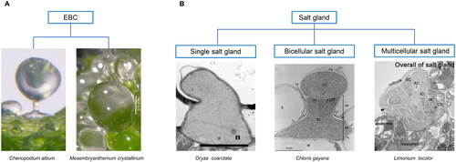 Figure 1. Structure of salt-secreting modified trichomes in recretohalophytes. A. A salt bladder complex includes an epidermal bladder cell (EBC) and a stalk cell in C. album (from Zhang et al. (Citation2022) and only EBC in M. crystallinum (from Oh et al. (Citation2015); scalebar: 0.5 mm); B. Salt gland structures include single salt gland in O. coarctata (Koteyeva et al., Citation2022; n, nucleus; scalebar: 10 µm), bicellular salt gland in Chloris gayana Kunth (Oi et al., Citation2012; BC, basal cell; BR, base region of basal cell; Ca, cavity; CC, cap cell; Cu, cuticular layer; E, epidermal cell; M, mesophyll cell, n, nucleus; NR, neck region of basal cell; Va, valleculae; arrows: plasmodesmata) and multicellular salt gland in L. bicolor (Yuan et al., Citation2015; SC, secretory cell; AC, accessory cell; IC, inner cup cell; OC, outer cup cell; CC collection cell; scalebar: 5 µm). Modified from: A - Zhang et al. (Citation2022) and Oh et al. (Citation2015); B – Koteyeva et al. (Citation2022), Oi et al., (Citation2012) and Yuan et al. (Citation2015) with permission from John Wiley and Sons; Springer Nature; and University of Chicago Press.