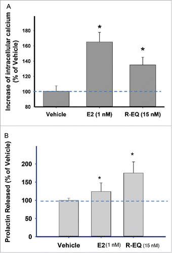 Figure 6. Effects of E2, R-Eq, and their combination on intracellular calcium concentrations and PRL release. Cells were exposed to E2 (1nM) or R-eq (15nM) or both for 1 min. (A) Effects of E2 and R-eq on intracellular calcium levels compared to vehicle control. Vehicle n = 142; E2 n = 72; R-eq n = 25, over 4 experiments. (B) Effects of E2 and R-eq on PRL release. The concentration of PRL released into the medium was measured by radioimmunoassay. Vehicle n = 36; E2 n = 30 and R-eq n = 30, over 3 experiments. *=significance vs. vehicle, #=significance vs. E2 at p<0.05.