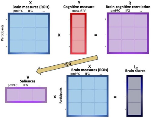 Figure 2. Schematic description of PLSC. looked for latent variables that maximised the amount of information that was common to the behavioural and brain measures, computing latent variables with maximal covariance. The relationship between a matrix X containing participants’ measures of all ROIs (e.g., pmFC and IFG) and a matrix Y containing participants’ behavioural measures (e.g., meta-d’/d’ for new or for rearranged pairs) is stored in a cross-product matrix R. R is a matrix of correlations between the normalised values of X and Y, which is then decomposed through single values decomposition (SVD) into a vector of saliences V, representing the brain measures that best characterise R. The original matrix X is finally projected onto the vector of saliences V to create the matrix of latent variables of X, Lx, which is called “brain scores”. Note: pmPFC – posteromedial prefrontal cortex; IFG – inferior frontal gyrus.