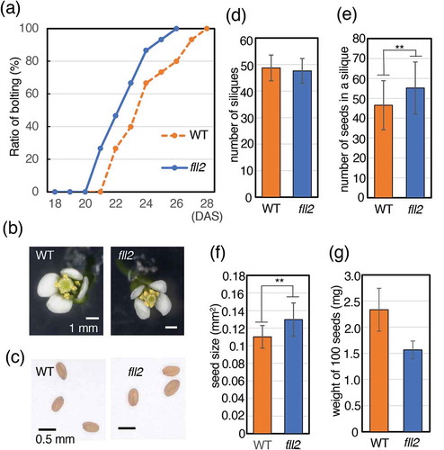 Figure 3. Features of the fll2 mutant and the wild-type plants after bolting. (a) Timing of bolting for the fll2 mutant and wild-type plants. The ratio of plants for which a bolting event occurred is shown (n = 15). (b) Morphology of a representative flower. Scale bar = 0.1 cm. WT, wild-type plant; fll2, fll2 mutant. (c) Features of seeds of the wild-type plants and the fll2 mutant. Scale bars = 0.5 mm. (d) Number of siliques of the fll2 mutant (fll2) and wild-type (WT) plants (n = 10 and 7, respectively). (e) Number of seeds in a silique. Mean values of the siliques of the fll2 mutant (fll2) and the wild-type (WT) plants are shown (n = 125 and 70, respectively). (f) Seed sizes of the fll2 mutant and the wild-type plants. Each seed size was estimated as the mean value obtained by measuring the areas of seeds in the images. For this analysis, 109 and 100 seeds of the fll2 mutant and the wild-type plants were used, respectively. Means that differed significantly are indicated by double asterisks (P < 0.01). The error bars represent the means ± SDs. (g) Weight of 100 seeds of the fll2 mutant and WT (n = 3). The error bars represent the means ± SDs