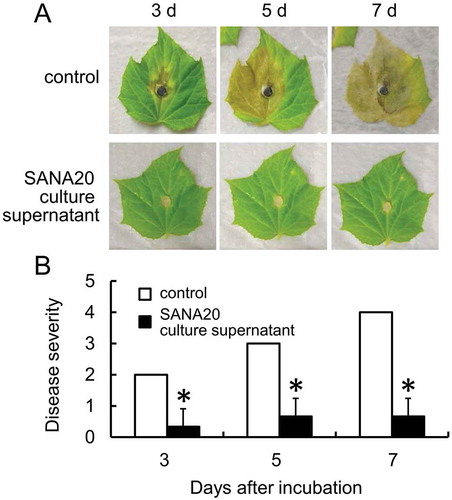 Figure 3. Antagonistic activity of SANA20 culture supernatant toward B. cinerea on detached leaves of cucumber. (a) Representative symptoms of B. cinerea on leaves treated with SANA20 culture supernatant or non-inoculated PSB (control) on days 3, 5, and 7 after incubation. (b) Disease severity. Bars indicate means ± standard deviations of triplicate experiments (n = 9). Mean values that are statistically different from control (P < 0.01) are indicated by an asterisk