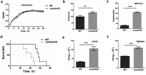 Figure 1. STM0435 reduces pathogenicity in Salmonella. (a) Growth curves of the wild-type and ∆stm0435 strains cultivated in LB medium. (b) Invasion capability of the two strains for HT-29 cells. (c) Lactate dehydrogenase (LDH) release from RAW 264.7 macrophages after infection with Salmonella. The levels of LDH released from RAW 264.7 macrophages indicate bacterial cytotoxic effects against HeLa cell lines. (d) Survival curve of BALB/c mice infected with equal numbers of the WT and ∆stm0435 strains. Survival of mice was observed every 2 to 3 h. (e and f) Numbers of Salmonella organisms in the liver and spleen of BALB/c mice after infection with equal numbers of strains by intraperitoneal injection. Data are shown as the mean ± SEM, n = 3. ***p < 0.001; **p < 0.01; *p < 0.05; n.s., p > 0.05.