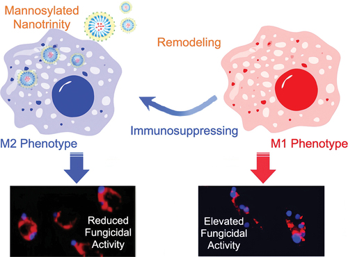 Figure 1. Mannosylated nanotrinity synthesis and macrophage remodelling. Mannose was covalently conjugated with chitosan oligosaccharides and then the product was incubated with imatinib-laden nanoparticles obtaining the chitosan-coated nanoparticles. The mannosylated nanotrinity developed in this study could significantly induce macrophage remodelling in situ by the two-pronged process, “turning on” M1 phenotype polarisation meanwhile “shutting off” M2 phenotype polarisation, and thus allowed to eradicate C. albicans infection (Gao et al. Citation2020).
