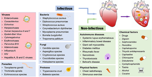 Figure 1. Triggers of myocarditis. Myocarditis can be induced by both infectious and non-infectious pathogens, with viral infection being the most common cause (red background).