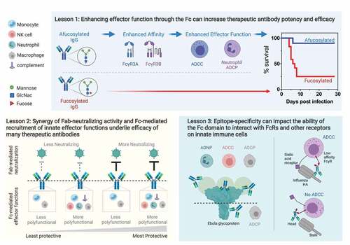 Figure 2. Lessons from monoclonal antibody therapeutics against viruses.