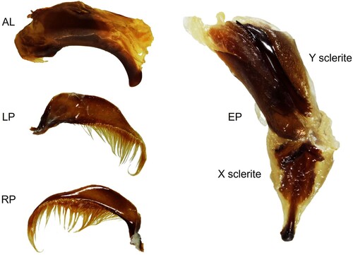 Figure 2. Male genitalia (aedeagus) structures (detached) of Mecodema haakuturi: (AL) aedeagal lobe, length 4.6 mm; (LP) left paramere (detached from AL), length 3.65 mm; (RP) right paramere (detached from AL), length 3.4 mm (EP) endophallus, length 3.9 mm (everted from AL). The Y-sclerite contains the sclerotised central spicule and associated structures (Photographs by author: DSS) [CMNZ specimen 2007.163.10642].