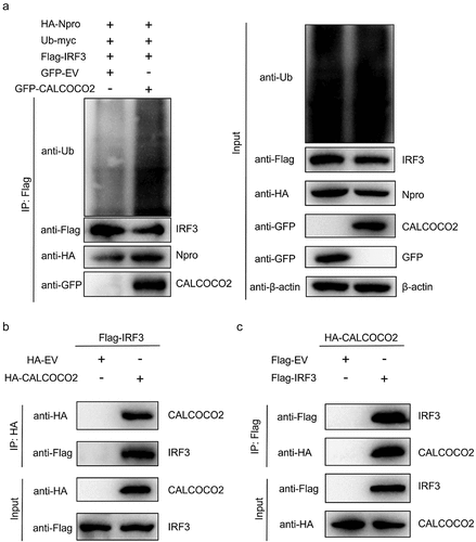 Figure 5. CALCOCO2 promotes Npro-mediated ubiquitination of IRF3 by interacting with IRF3. (a) HEK293T cells were co-transfected with HA-Npro, Flag-IRF3, Ub-myc, GFP-CALCOCO2, or GFP-EV and treated with 0.50 μM MG132. Anti-Flag-tag mAb-magnetic beads were used to perform IP on the cell lysates, which were subsequently analysed through immunoblotting using anti-Flag, anti-HA, anti-GFP, and anti-Ub antibodies. (b) HEK293T cells were co-transfected with Flag-IRF3 and HA-CALCOCO2 or HA-EV, followed by co-IP and immunoblot analysis of the interactions of Flag-IRF3 with HA-CALCOCO2 using the anti-HA-tag mAb-magnetic beads, anti-Flag, and anti-HA antibodies. (c) co-IP and immunoblot analysis using anti-Flag-tag mAb-magnetic beads on extracts of HEK293T cells transfected with HA-CALCOCO2 and Flag-IRF3 or Flag-EV.