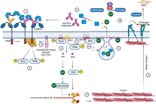 Figure 1. Signaling cascade events during FcγRIIA-mediated platelet activation.