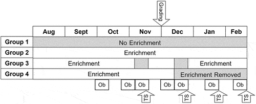 Figure 1. The timeline depicting the experimental schedule from August 2013 to February 2014. Four treatment groups were provided enrichment for varying time periods including no enrichment (Group 1), continuous enrichment (Group 2), short-term removal of enrichment on two occasions (Group 3), and long-term enrichment removal (Group 4). Seven live observation periods (ob) are indicated including when tail-scoring (TS) occurred. The observation periods were classified as “September, Oct Prior, Nov After, Dec Prior, Dec After, Jan, Feb” based on month and whether they occurred just prior to or just after enrichments were removed in the short-term and/or long-term removal groups. Grading of the mink to assess suitable mink for the next breeding season is also indicated. December through February were winter months.