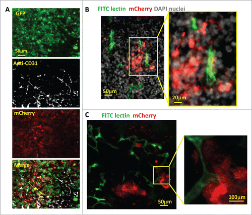 Figure 4. Hypoxic tumor cell distribution relative to blood vessels. (A) Representative images of CD31 antibody staining for blood vessel endothelium in GFP-MDA-MB-231-5HREODD-mCherry tumor frozen sections showing the hypoxic cells are found both away from and adjacent to blood vessels. Green=GFP hypoxia reporter in normoxia; Red=mCherry hypoxia reporter in hypoxia, Gray=CD31. (B and C) Representative images of tumor frozen sections (B) and ex vivo imaging (C) to show perfused blood vessels (green) relative to hypoxic cell distribution (red) in MDA-MB-231-5HREODD-mCherry derived tumors that were IV injected with lectin (green) before sacrificing. In areas of flowing blood vessels the hypoxic tumor cells are closely associated with a subset of blood vessels. Yellow boxes indicate regions shown at high magnification. In this tumor, tumor cell does not express the GFP volume marker so as to prevent overlap with FITC lectin signal. For B and C, Green =FITC lectin stained blood vessels, red = mCherry hypoxia, Gray=DAPI.