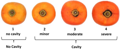Figure 1. Diagram of the visual scale created to segregate different levels of calyx cavity in ‘Fuyu’ persimmon ranging from score 1 (no calyx cavity present) to score 4 (severe calyx cavity present). The scale is also expressed as a binary where score 1 = absence of calyx cavity (‘No cavity’), and scores 2–4 = presence of calyx cavity (‘Cavity’). (Calyx lobes have been removed).