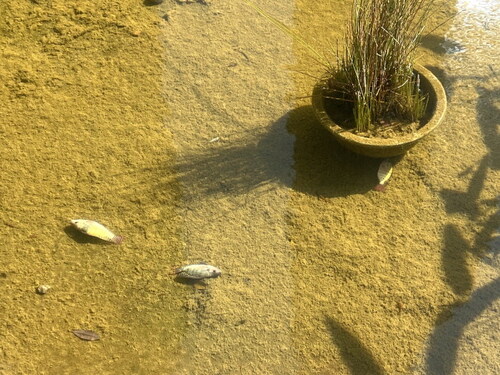 Dead fish floating in a river, Guangzhou, China.