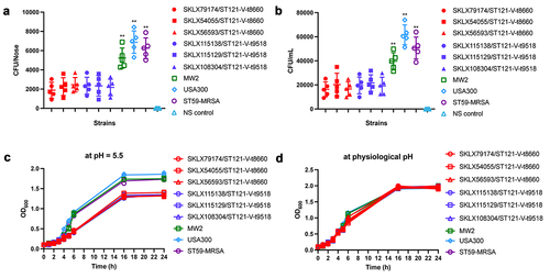 Figure 6. Nasal colonization, cell adhesion capacity, and growth rates of ST121-MRSA isolates from our collection and the CA-MRSA clones USA300, MW2, and ST59. (a) Nasal colonization capacity of strains. Data for each ST121 MRSA isolate in five mice were averaged. (b) Adhesive capacity of tested strains in A549 human alveolar epithelial cells. (c, d) Growth curves of strains in the acid environment (pH 5.5) and physiological environment (pH 7.4). **, P < 0.01.