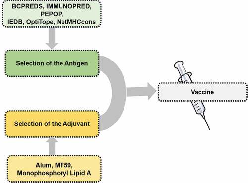 Figure 3. A brief overlay highlighting the approach for vaccine development.