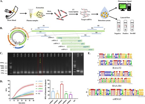Figure 1. Construction of a Cas13a-crRNA Detection System for HBV DNA. Data are representative of at least three independent experiments. (****<0.0001, ***<0.001, **<0.01) (A) Process of the Cas13a-crRNA detection system for HBV DNA detection. (B) The schematic diagram of the design includes five crRNAs and four pairs of RAA primers, and the band (5' to 3') indicates the conserved region of the HBV sequence that was screened. (C) Screening of RAA primers. HBV-positive plasmids (103 copies/μL) were amplified by RAA, and the amplified products were subjected to DNA agarose gel electrophoresis. Then, the F2R4 primers screened out were further verified by using an HBV-positive plasmid (105 copies/μL). (D) Screening of crRNA. The two figures are the comparison of the dynamic fluorescence curve and end-point fluorescence value of different crRNAs. The chosen RAA primers amplified the HBV-positive plasmid (103 copies/μL) and served as a template for Cas13a-crRNA fluorescence detection to verify five crRNAs. (E) Conservation analysis of selected crRNA and RAA primers by WebLogo.