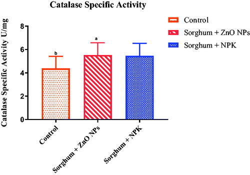 Figure 9. Catalase activity of Sorghum bicolour shoots treated after 10 days with ZnO NPs and NPK.