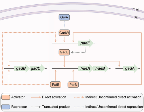 Figure 6. Regulation of acid resistance-related gene expression by OI-encoded regulatory proteins in EHEC O157:H7. OI-encoded regulatory proteins, including PatE, PsrB and GrvA, affect the acid resistance and survival in acidic environments of EHEC O157:H7.