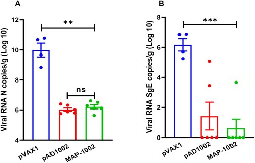 Figure 7. Protection efficacy of MAP-1002. Groups of hACE2-transgenic mice (n = 6) were immunized with 2 doses (14 days apart) of MAP-1002, or pAD1002/IM + EP, or pVAX1/IM + EP as sham control. Twenty-one days after boost, the mice were intranasally challenged with 5 × 103 TCID50 of SARS-CoV-2 Omicron BA.1 variant. At 4 dpi, all mice were euthanized and necropsied, and lung samples were collected for virus titration using qPCR for detection of N (A) and sgE (B) gene sequences of the SARS-CoV-2 BA.1 virus. The results are expressed as viral copy numbers per gram tissue. Data are means ± SEM.