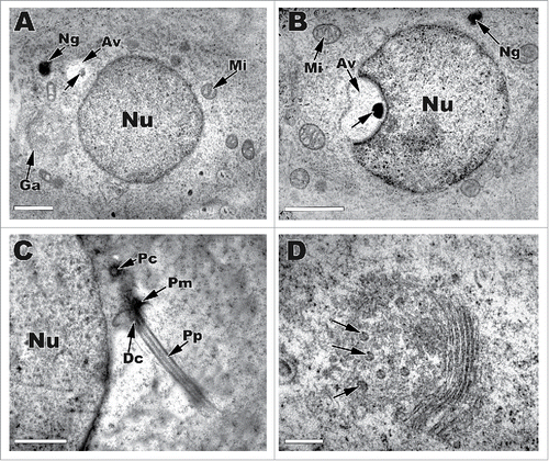 Figure 2. Early round spermatids undergoing acrosome development during spermiogenesis within the seminiferous epithelium of Pelamis platarus. (A) The acrosomal vesicle (Av) is juxtapositioned to the apical portion of the nucleus (Nu). The vesicle is in the early phase of growth and contains an acrosomal granule (black arrow). The cytoplasm of the spermatid has numerous mitochondria (Mi) and a prominent nuage (Ng). Bar = 2 µm. (B) Sagittal view of an acrosome later in development showing the attachment of the acrosomal vesicle (Av) to the apical portion of the nucleus (Nu) and the presence of the acrosomal granule (black arrow). Bar = 2 µm. (C) The caudal portion of the nucleus houses the proximal centriole (Pc) attached to the growing distal centriole/neck (Dc). Pp, principal piece; Pm, pericentriolar material. Bar = 1 µm. (D) The Golgi apparatus is prominent near the apex of the nucleus in round spermatids. Transport vesicles (black arrows) can be seen budding off of proximal cisterna of the Golgi and presumably will merge with the acrosome during its growth phase. Bar = 0.5 µm.