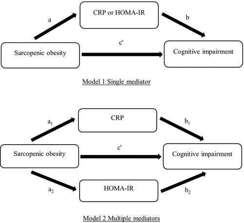 Figure 1. Mediation model for the association between sarcopenic obesity and cognitive impairment and sarcopenic obesity with insulin resistance (IR) or inflammation as mediators (Models 1 and 2). The direct effect was identified as c path, indirect effect by the b path, total effect (C′) was the combination of direct and indirect effects. The direct effect measures the extent to which the dependent variable changes when the independent variable increases by one unit and the mediator variable remains unaltered. In contrast, the indirect effect measures the extent to which the dependent variable changes when the independent variable is held constant and the mediator variable changes by the amount it would have changed had the independent variable increased by one unit. The indirect effect constitutes the extent to which the X variable influences the Y variable through the mediator. In linear systems, the total effect is equal to the sum of the direct and indirect (C′ + AB in the model above). A positive sign indicates the same direction (complimentary mediator) of the association between the exposure and outcome whereas a negative sign was considered having an opposite effect (competitive mediator).