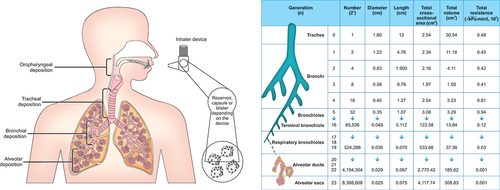 Figure 1. Schematic representation of inhaler-patient system.