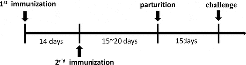 Figure 1. Schedule of vaccination, and inoculation of virus into neonatal rhesus monkeys.
