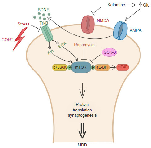 Figure 2 Role of mTOR signaling pathway in the pathophysiology of MDD.