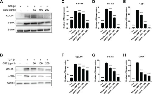 Figure 2. GBE downregulated the expression of fibrosis markers induced by TGF-β. (A and B) Mouse embryonic fibroblasts (NIH3T3) (A) and normal human dermal fibroblasts (B) were treated with TGF-β1 (10 ng/ml) and GBE for 24 h. The protein levels of COL1A1 and α-SMA were analyzed by western blot. Beta-actin or GAPDH was used as a loading control for western blot. (C–H) NIH3T3 cells (C–E) and normal human dermal fibroblasts (F–H) were treated with TGF-β1 (10 ng/ml) and GBE for 24 h and the relative mRNA expression levels of COL1A1, α-SMA, and CTGF were analyzed by qPCR. GAPDH was used as a normalization control for qPCR. Data are presented as mean ± SEM. P-values were calculated using one-way ANOVA with Dunnett's post hoc test compared with TGF-β1 group. ***P < 0.001.